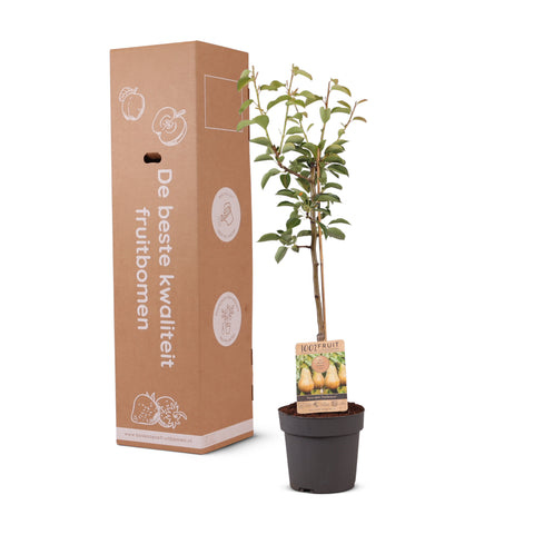 Perenboom, Pyrus communis ‘Conference’