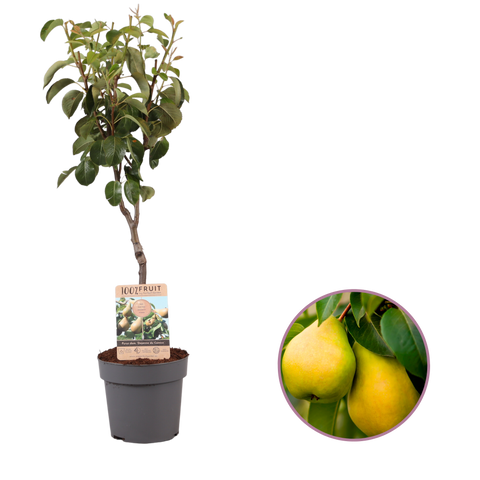 Perenboom, Pyrus communis ‘Doyenne du Comice’