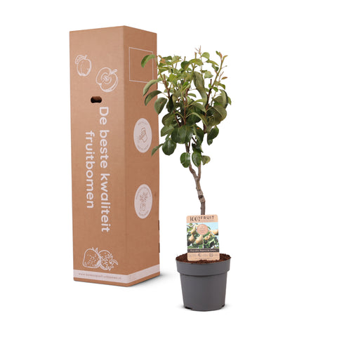 Perenboom, Pyrus communis ‘Doyenne du Comice’