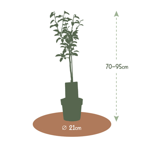 Nieuwe Woning Boom, perenboom