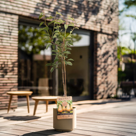 Nieuwe Woning Boom, perenboom