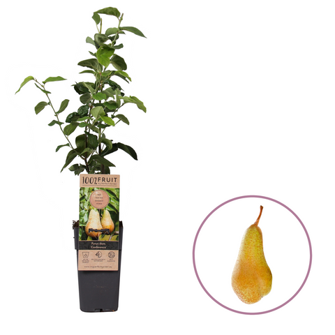 Perenboom, Pyrus communis ‘Conference’ (45 - 55 cm)