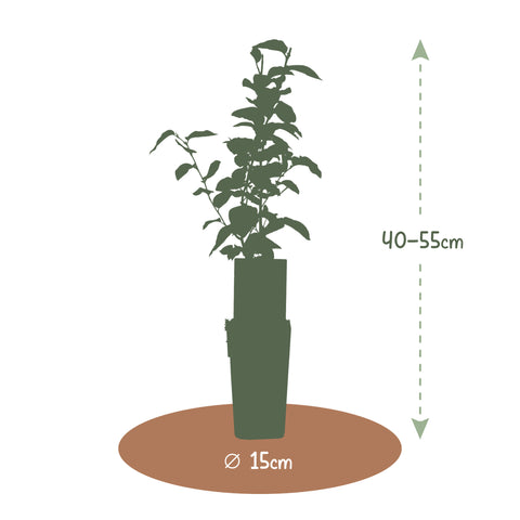 Appelboom, Malus domestica ‘Jonagold’ (45 - 55 cm)