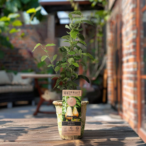 Perenboom, Pyrus communis ‘Conference’ (45 - 55 cm)