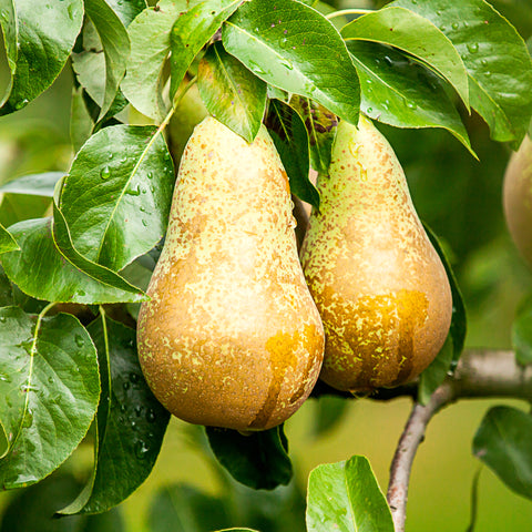 Perenboom, Pyrus communis ‘Conference’