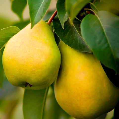 Perenboom, Pyrus communis ‘Doyenne du Comice’