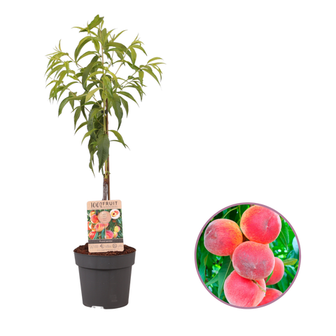 Perzikboom, Prunus persica
