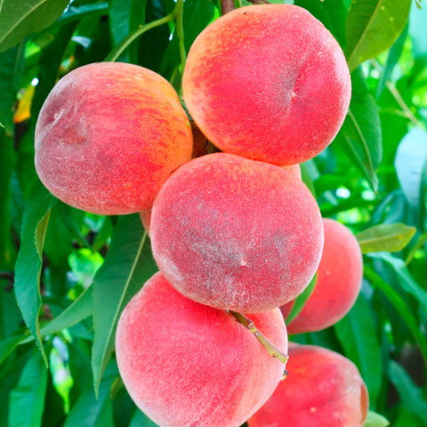 Perzikboom, Prunus persica