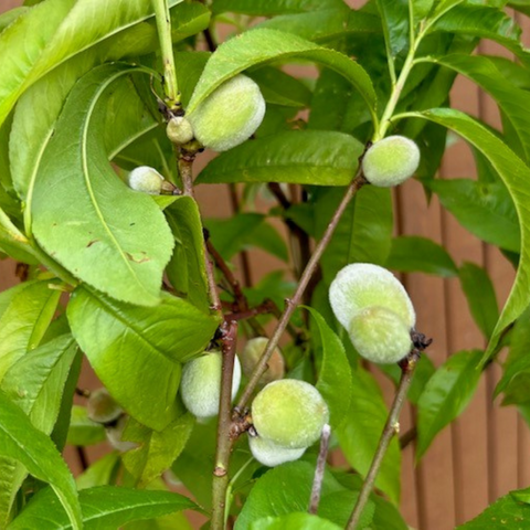 Geluksboom, perzikboom