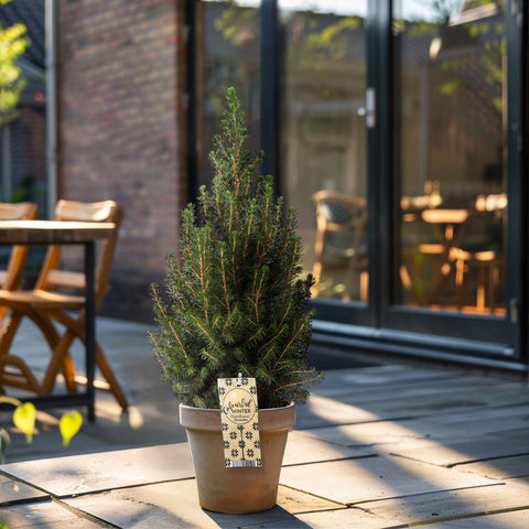 Kerstgeschenk, Mini kerstboom