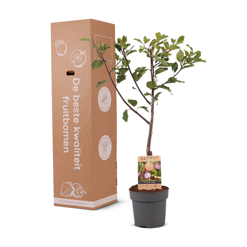 Pruimenboom, Prunus domestica ‘Opal’