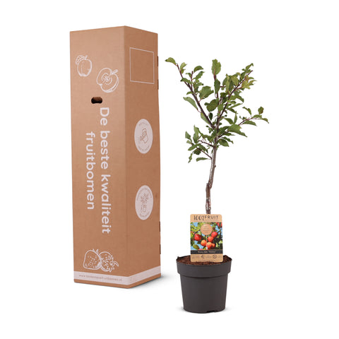 Pruimenboom, Prunus domestica ‘Victoria’