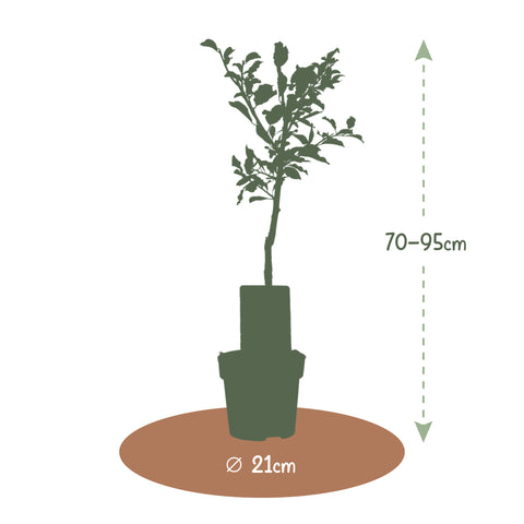 Pruimenboom, Prunus domestica ‘Victoria’