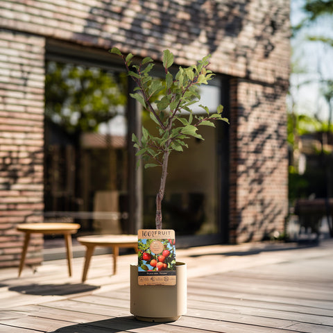 Pruimenboom, Prunus domestica ‘Victoria’