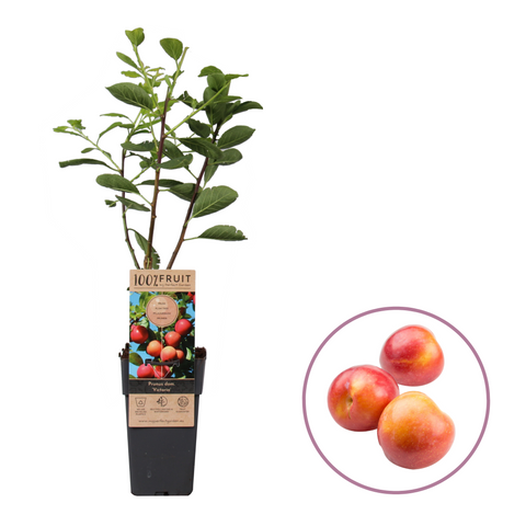 Pruimenboom, Prunus domestica ‘Victoria’ (45 - 55 cm)