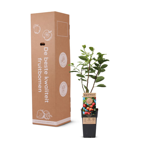 Pruimenboom, Prunus domestica ‘Victoria’ (45 - 55 cm)