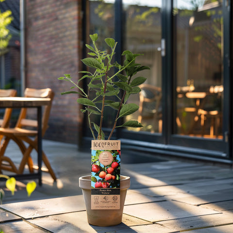 Pruimenboom, Prunus domestica ‘Victoria’ (45 - 55 cm)