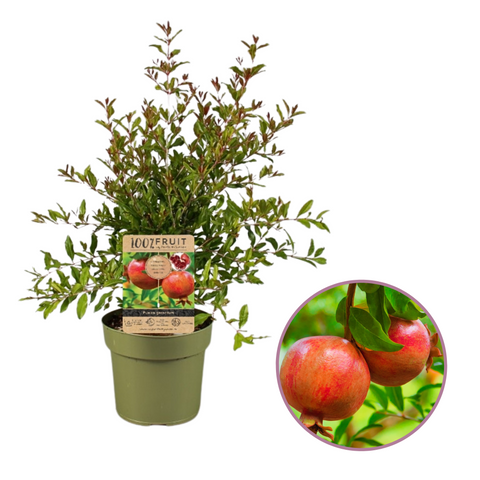 Granaatappelboom, Punica granatum ‘Early’