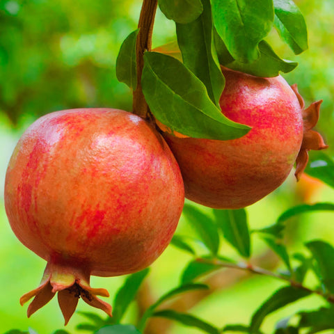 Granaatappelboom, Punica granatum ‘Early’