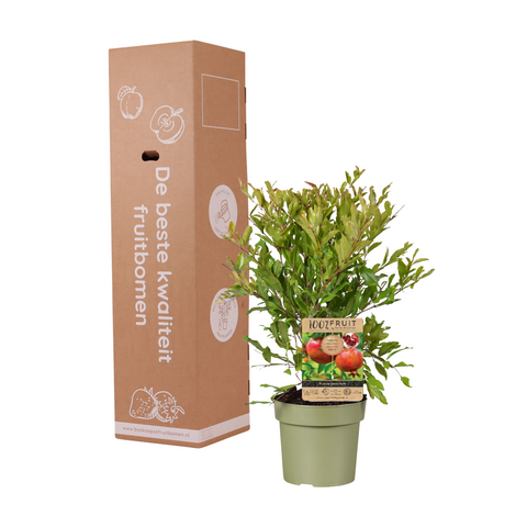 Granaatappelboom, Punica granatum ‘Early’