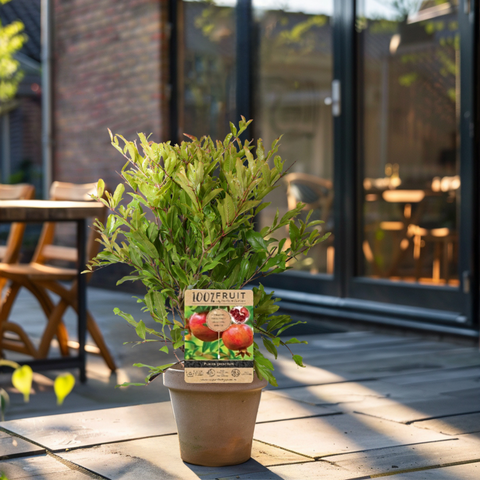 Granaatappelboom, Punica granatum ‘Early’