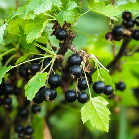 Zwarte bessenplant, Ribes nigrum ‘Titania’