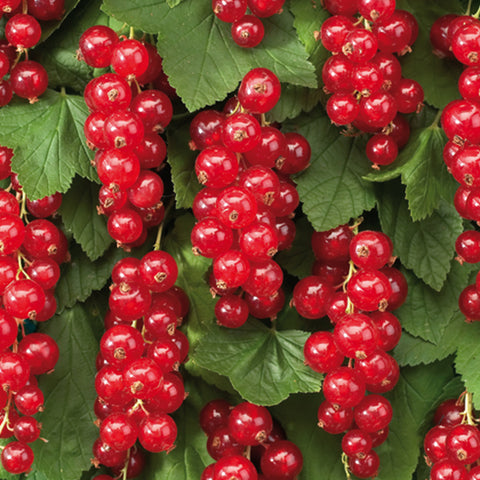 Rode Aalbessenplant, Ribes rubrum ‘Jonkheer van Tets’