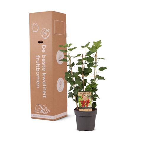 Rode Aalbessenplant, Ribes rubrum ‘Jonkheer van Tets’