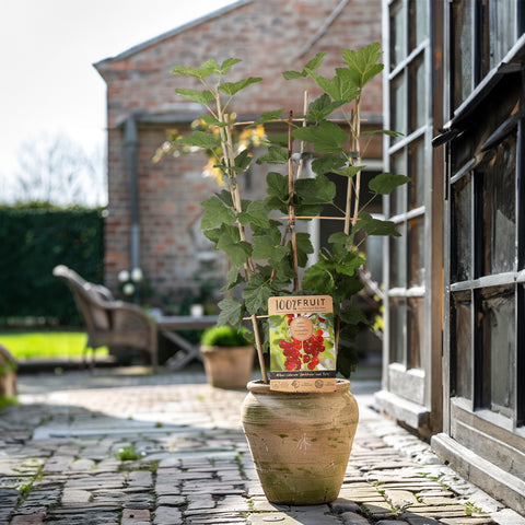 Rode Aalbessenplant, Ribes rubrum ‘Jonkheer van Tets’