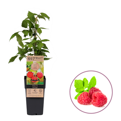 Frambozenplant, Rubus idaeus ‘Heritage’