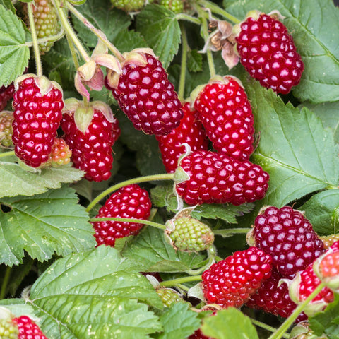 Loganbessenplant, Rubus fruticosus ‘Loganberry’