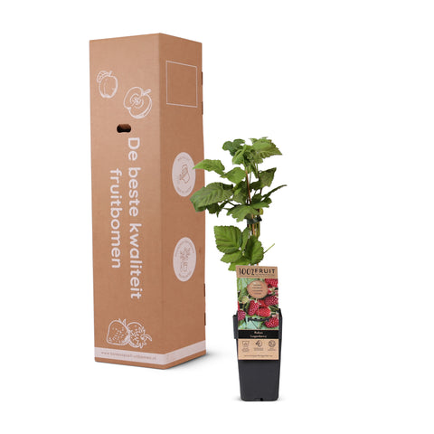 Loganbessenplant, Rubus fruticosus ‘Loganberry’