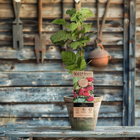 Loganbessenplant, Rubus fruticosus ‘Loganberry’