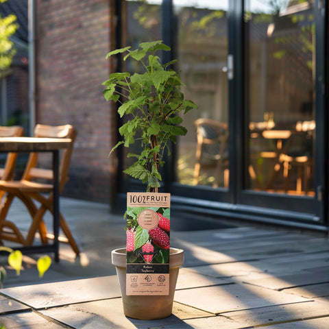 Taybessenplant, Rubus ‘Tayberry’