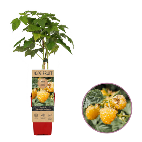 Frambozenplant, Rubus idaeus ‘Twotimer Sugana Yellow’