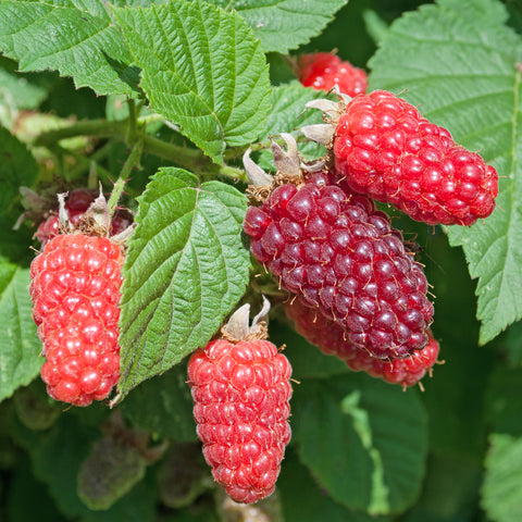Taybessenplant, Rubus ‘Tayberry’