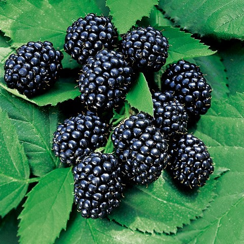 Bramenplant, Rubus fructicosus ‘Thornless Evergreen’