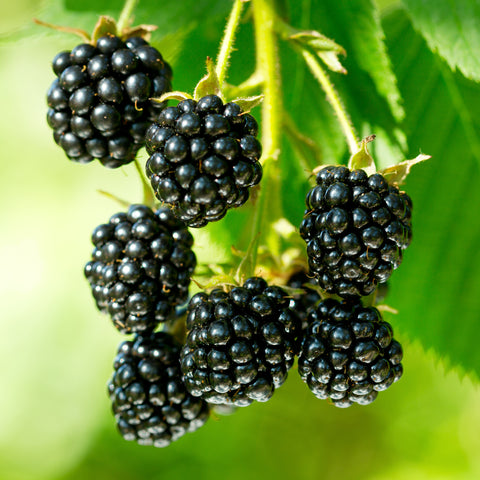 Bramenplant, Rubus fruticosus ‘Black Satin’