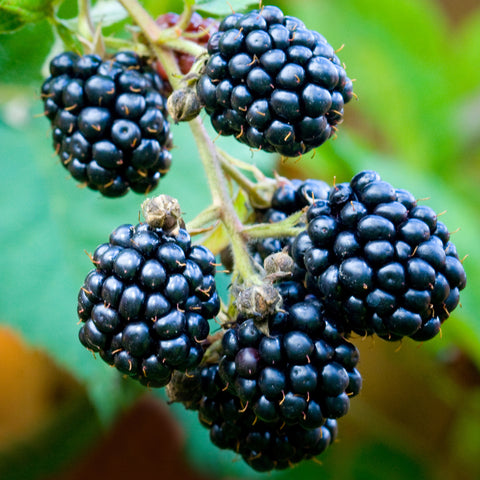 Bramenplant, Rubus fruticosus ‘Thornfree’