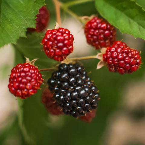 Bramenplant, Rubus fruticosus ‘Thornless Evergreen’