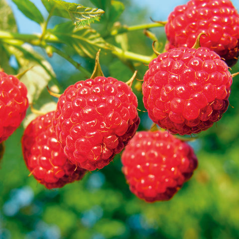 Frambozenplant, Rubus idaeus ‘Twotimer Sugana Red’