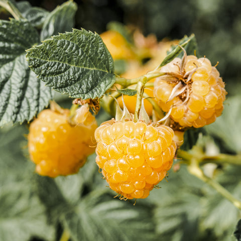 Frambozenplant, Rubus idaeus ‘Fallgold’