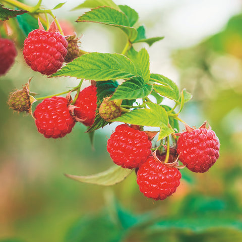 Frambozenplant, Rubus idaeus ‘Heritage’