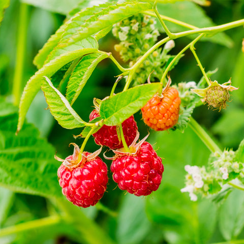 Frambozen trio aan rek, Rubus