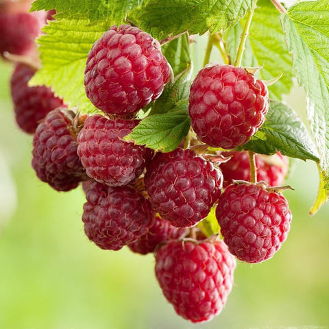 Frambozenplant, Rubus idaeus ‘Twotimer Sugana Red’