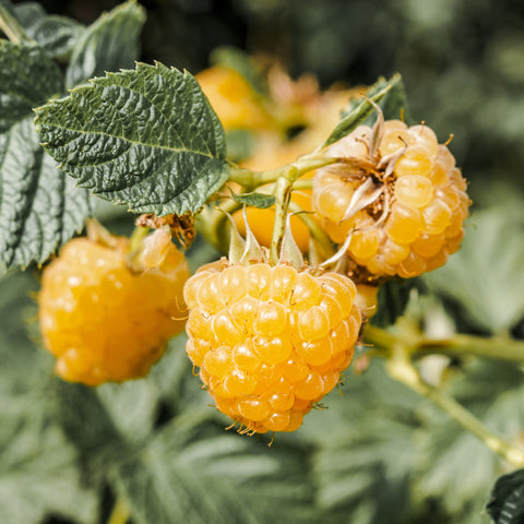 Frambozenplant, Rubus idaeus ‘Twotimer Sugana Yellow’
