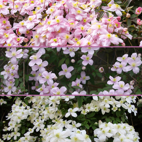 Clematis montana mix