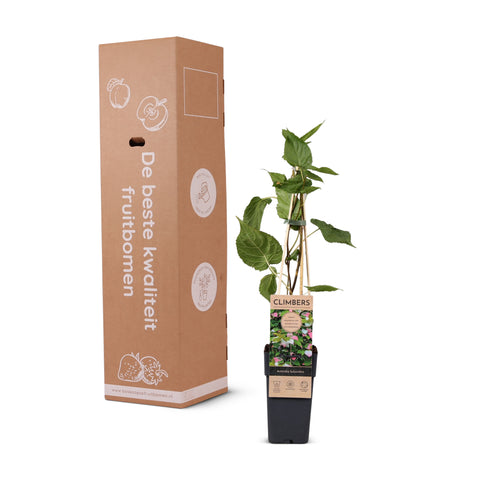 Sierkiwi, Actinidia Kolomikta