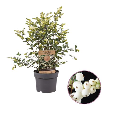 Symphoricarpos ‘Magical Galaxy’