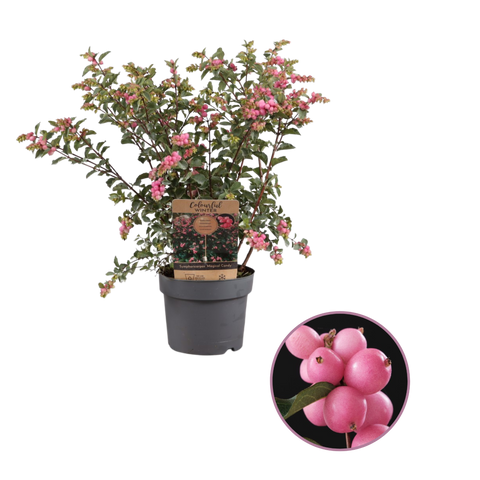 Symphoricarpos ‘Magical Sweet’